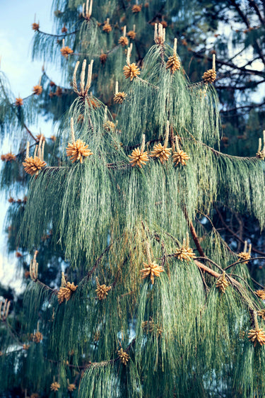 30 Mexican WEEPING PINE TREE Evergreen Pinus Patula Seeds